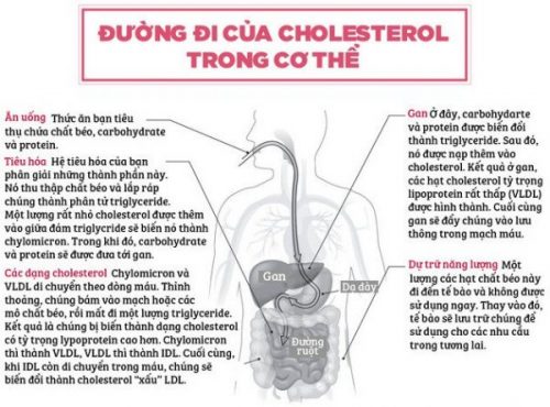 duong-di-cua-cholesterol-1