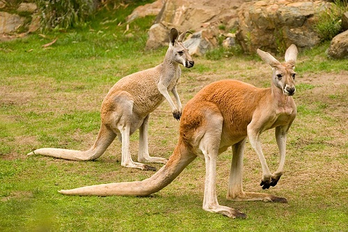 kangaroo-dang-chet