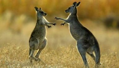 kangaroo-vui-dua