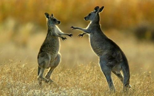 kangaroo-vui-dua